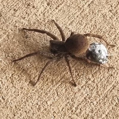 Portacosa cinerea (Grey wolf spider) at Coombs, ACT - 4 Nov 2024 by MelonMango