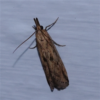 Faveria tritalis (Couchgrass Webworm) at Turner, ACT - 5 Nov 2024 by ConBoekel