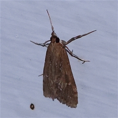 Uresiphita ornithopteralis (Tree Lucerne Moth) at Turner, ACT - 5 Nov 2024 by ConBoekel