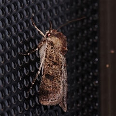 Agrotis porphyricollis at Turner, ACT - 5 Nov 2024 08:33 PM