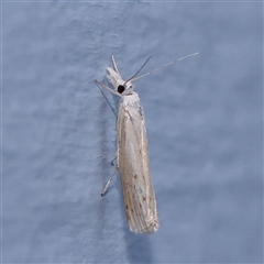 Culladia cuneiferellus (Crambinae moth) at Turner, ACT - 5 Nov 2024 by ConBoekel