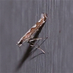 Dialectica scalariella (Echium Leaf Miner) at Turner, ACT - 5 Nov 2024 by ConBoekel