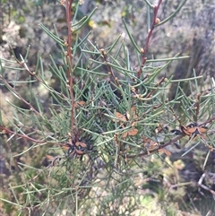 Hakea microcarpa (Small-fruit Hakea) at Moina, TAS - 6 Nov 2024 by LyndalT