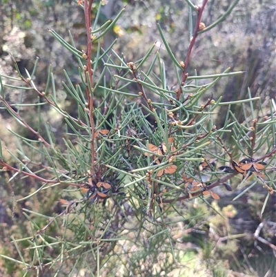 Hakea microcarpa (Small-fruit Hakea) at Moina, TAS - 6 Nov 2024 by LyndalT