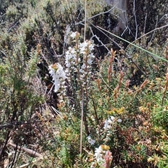 Epacris sp. (Heath) at Moina, TAS - 6 Nov 2024 by LyndalT