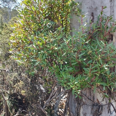 Tasmannia lanceolata (Mountain Pepper) at Moina, TAS - 6 Nov 2024 by LyndalT