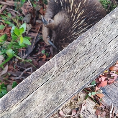 Tachyglossus aculeatus (Short-beaked Echidna) at Cradle Mountain, TAS - 6 Nov 2024 by LyndalT