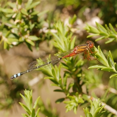 Xanthagrion erythroneurum at Freshwater Creek, VIC - 3 Nov 2024 by WendyEM