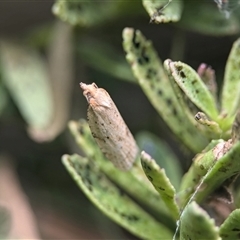 Merophyas divulsana (Lucerne Leafroller) at Holder, ACT - 6 Nov 2024 by Miranda