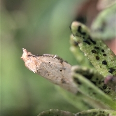 Merophyas divulsana at Holder, ACT - 7 Nov 2024 09:12 AM