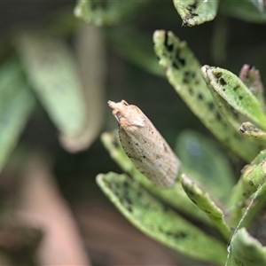 Merophyas divulsana at Holder, ACT - 7 Nov 2024 09:12 AM