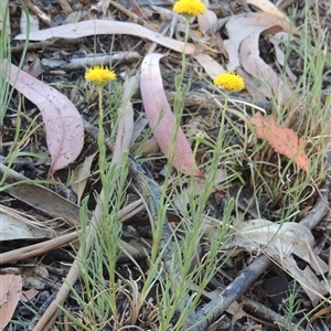 Rutidosis leptorhynchoides at Barton, ACT - 3 Nov 2024