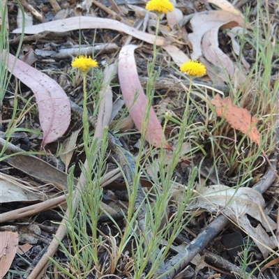 Rutidosis leptorhynchoides (Button Wrinklewort) at Barton, ACT - 3 Nov 2024 by MichaelBedingfield