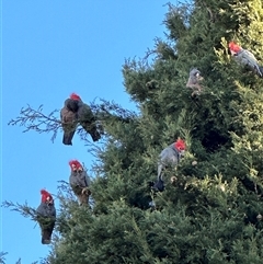 Callocephalon fimbriatum (Gang-gang Cockatoo) at Reid, ACT - 4 Jul 2024 by RachieQ