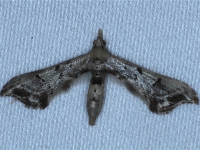 Euthrausta phoenicea (A False plume Moth (Tineodidae) at Rosedale, NSW - 6 Nov 2024 by jb2602