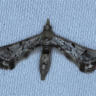 Euthrausta phoenicea (A False plume Moth (Tineodidae) at Rosedale, NSW - 6 Nov 2024 by jb2602