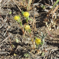 Triptilodiscus pygmaeus (Annual Daisy) at Barton, ACT - 3 Nov 2024 by MichaelBedingfield