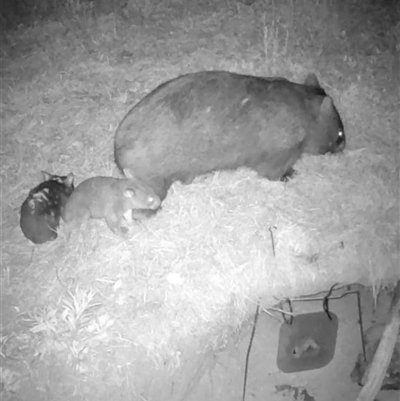 Vombatus ursinus (Common wombat, Bare-nosed Wombat) at Kangaroo Valley, NSW - 7 Nov 2024 by lbradley