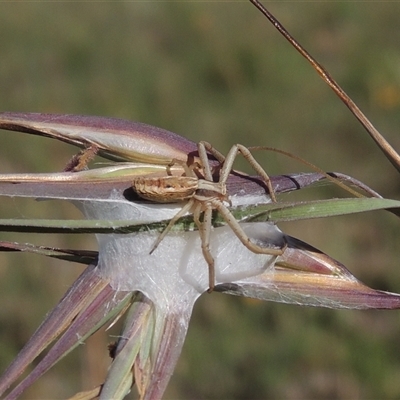 Runcinia acuminata (Pointy Crab Spider) at Barton, ACT - 3 Nov 2024 by MichaelBedingfield