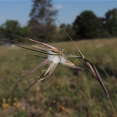 Runcinia acuminata at Barton, ACT - 3 Nov 2024