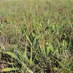 Plantago varia (Native Plaintain) at Barton, ACT - 3 Nov 2024 by MichaelBedingfield