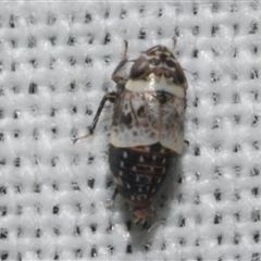 Unidentified Leafhopper or planthopper (Hemiptera, several families) at Freshwater Creek, VIC - 4 Nov 2024 by WendyEM