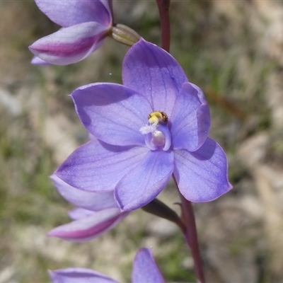 Thelymitra ixioides (Dotted Sun Orchid) at Charleys Forest, NSW - 24 Oct 2021 by arjay