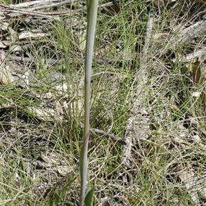 Thelymitra ixioides at Charleys Forest, NSW - 24 Oct 2021