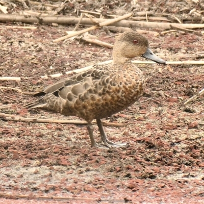 Anas gracilis (Grey Teal) at Evatt, ACT - 6 Nov 2024 by Thurstan