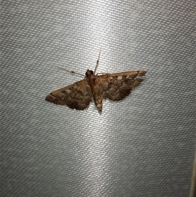 Nacoleia rhoeoalis (Spilomelinae) at Goulburn, NSW - 6 Nov 2024 by glbn1