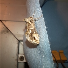 Chrysodeixis argentifera (Tobacco Looper) at Goulburn, NSW - 6 Nov 2024 by glbn1