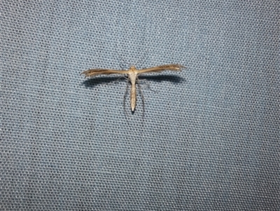 Platyptilia isodactylus (Hoary Plume Moth) at Goulburn, NSW - 6 Nov 2024 by glbn1