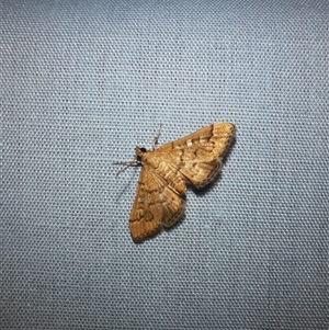 Nacoleia rhoeoalis at Goulburn, NSW - 6 Nov 2024