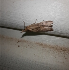 Achyra affinitalis (Cotton Web Spinner) at Goulburn, NSW - 6 Nov 2024 by glbn1