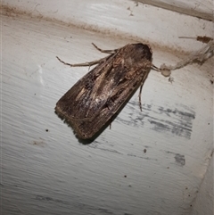 Agrotis munda (Brown Cutworm) at Goulburn, NSW - 6 Nov 2024 by glbn1