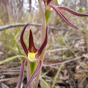 Lyperanthus suaveolens at Goulburn, NSW - suppressed