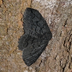 Melanodes anthracitaria (Black Geometrid) at Freshwater Creek, VIC - 5 Nov 2024 by WendyEM