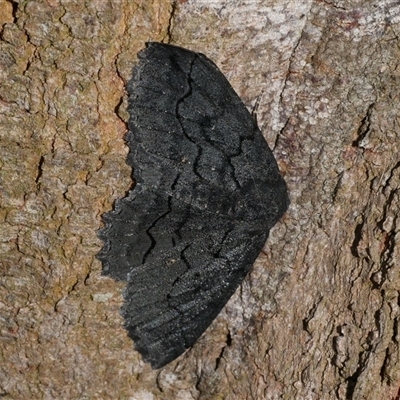 Melanodes anthracitaria (Black Geometrid) at Freshwater Creek, VIC - 5 Nov 2024 by WendyEM