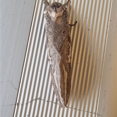 Abantiades labyrinthicus (Labyrinthine Ghost Moth) at Kambah, ACT - 11 Mar 2024 by jac