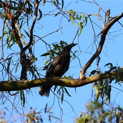 Strepera graculina (Pied Currawong) at Macarthur, VIC - 25 Oct 2024 by MB