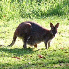 Notamacropus rufogriseus (Red-necked Wallaby) at Macarthur, VIC - 25 Oct 2024 by MB