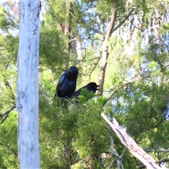 Corvus mellori (Little Raven) at Macarthur, VIC - 26 Oct 2024 by MB