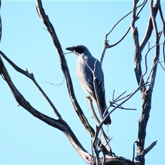 Coracina novaehollandiae (Black-faced Cuckooshrike) at Macarthur, VIC - 26 Oct 2024 by MB