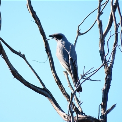 Coracina novaehollandiae (Black-faced Cuckooshrike) at Macarthur, VIC - 26 Oct 2024 by MB