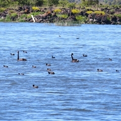 Fulica atra (Eurasian Coot) at Breakaway Creek, VIC - 26 Oct 2024 by MB