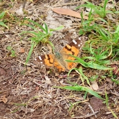 Vanessa kershawi (Australian Painted Lady) at Macarthur, VIC - 26 Oct 2024 by MB