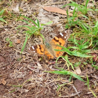 Vanessa kershawi (Australian Painted Lady) at Macarthur, VIC - 26 Oct 2024 by MB