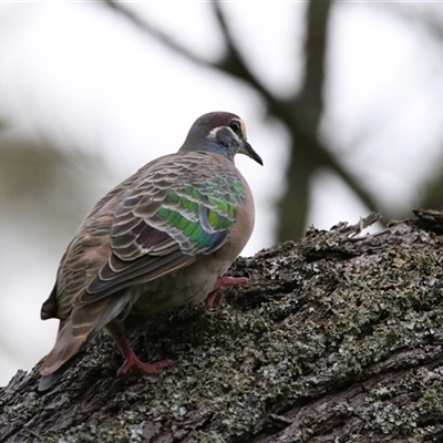 Phaps chalcoptera (Common Bronzewing) at Macarthur, VIC - 27 Oct 2024 by MB