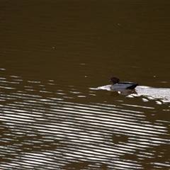 Chenonetta jubata (Australian Wood Duck) at Macarthur, VIC - 26 Oct 2024 by MB