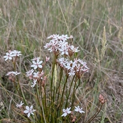 Burchardia umbellata (Milkmaids) at Dunlop, ACT - 7 Nov 2024 by Wildlifewarrior80